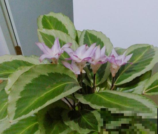 原来竹芋也能开花，一朵花开好几个月，整个花期持续一整年！