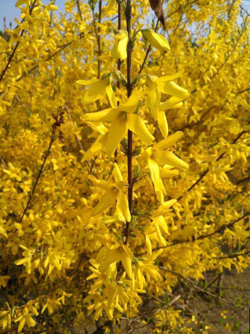 路边常见的金黄花海，名字叫做连翘，不仅模样美还是一味药！