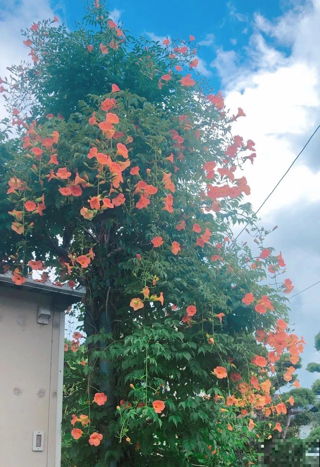 7种花，一开花就是一片花海，太震撼！