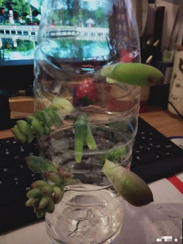 1个塑料瓶，居然有8种养花方法，省钱又好用！