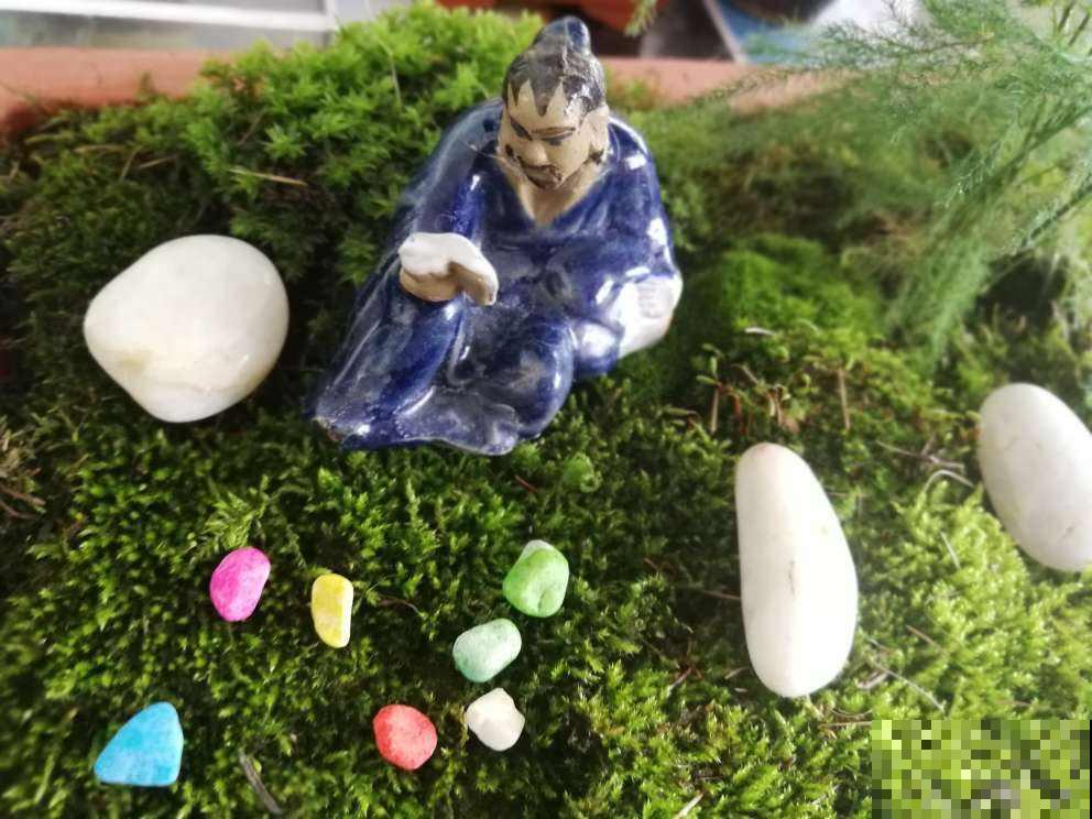 原来墙角这玩意也能带回家养，准备一个小喷壶就能活，真养眼！