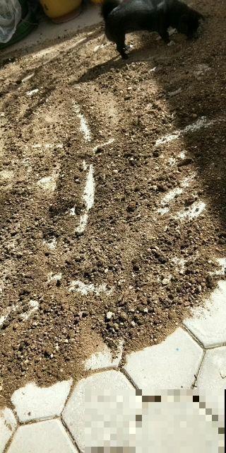 春天换盆换土，别忘了这一步，不然换了也是白换！