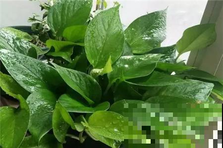 3种植物是老酒鬼，一喝啤酒就疯长，根本不用施肥！