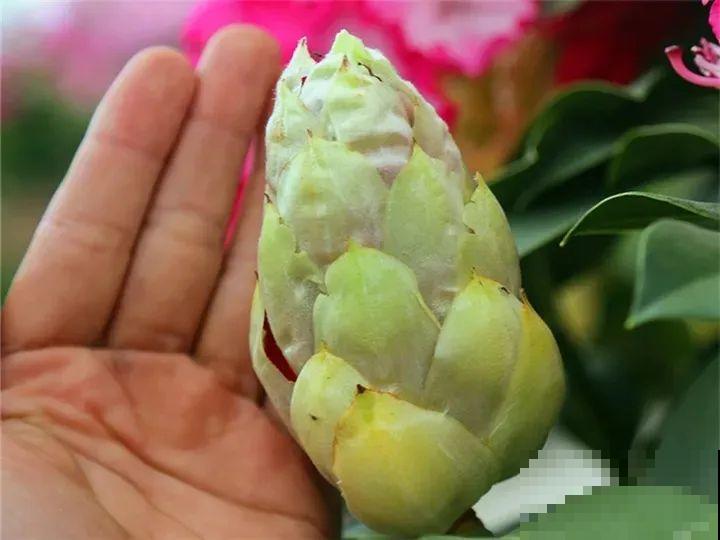 特名贵的杜鹃品种，开花比碗口还大，零下30℃冻不死！