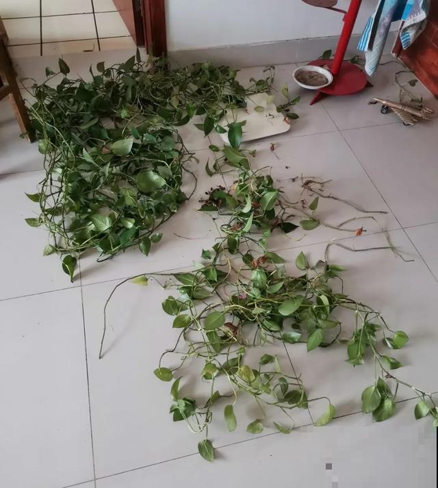 嫌花长得丑，趁现在砍头，满盆都是新叶子！