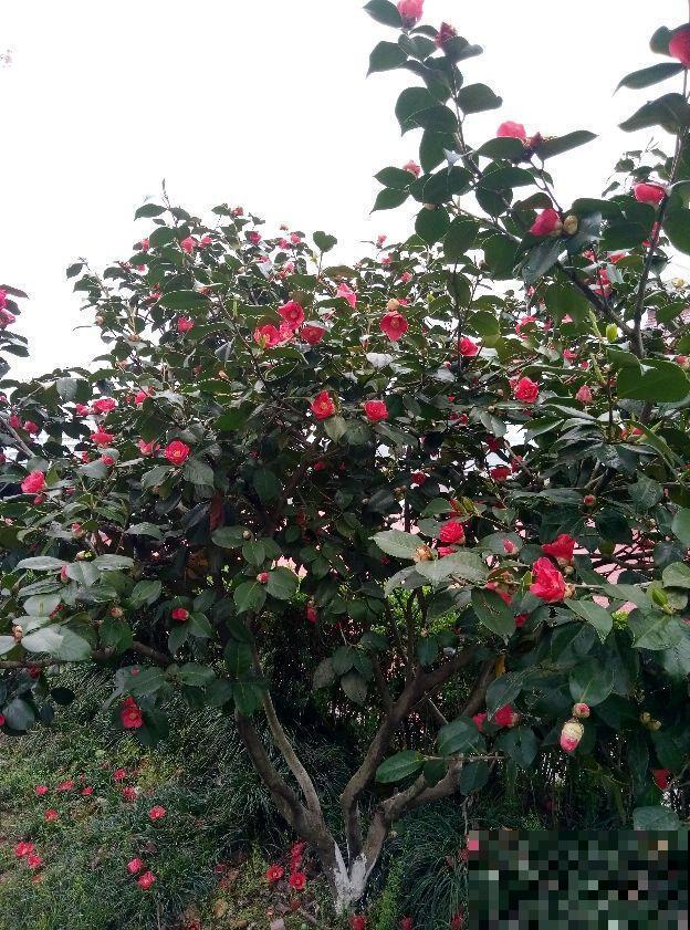 养茶花注意2方面，一树大花招来一窝蜜蜂，香味悠远惹人爱！