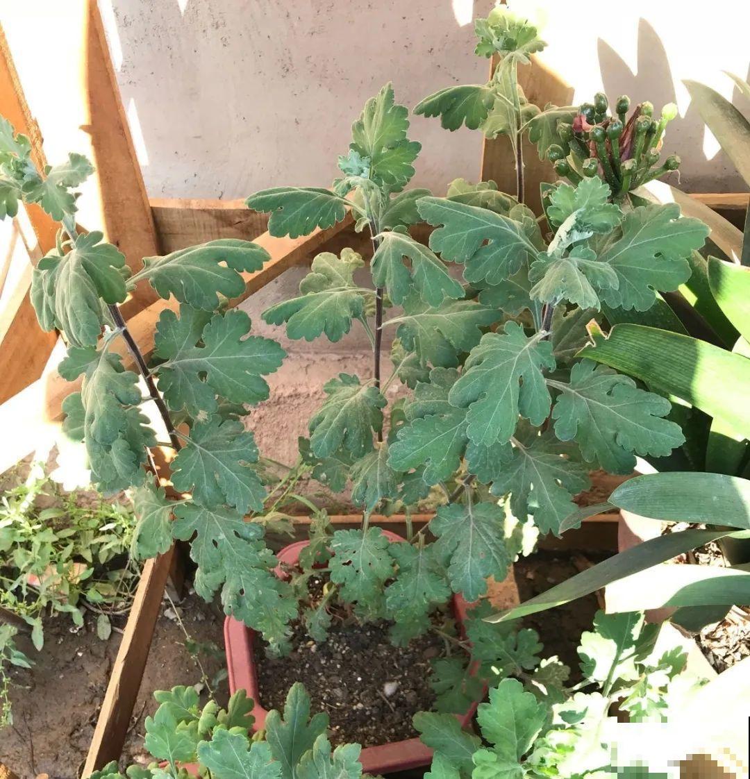 橡皮树春天要打顶，独杆变成大伞盖，叶子挤满盆！
