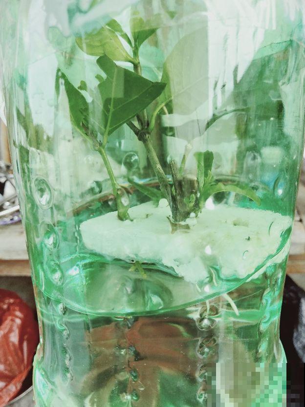 扶桑花典雅浪漫，扦插成十来盆，每盆开出碗口大的花！