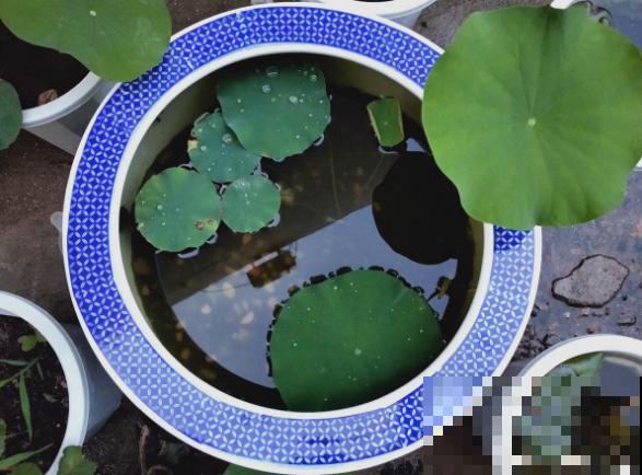 春天种碗莲，只需1粒种子1个碗，坐在家里裳荷花！