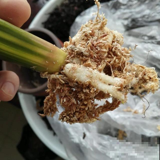 花烂根了别丢，塑料袋里捂一捂，大白根立马蹭蹭冒！