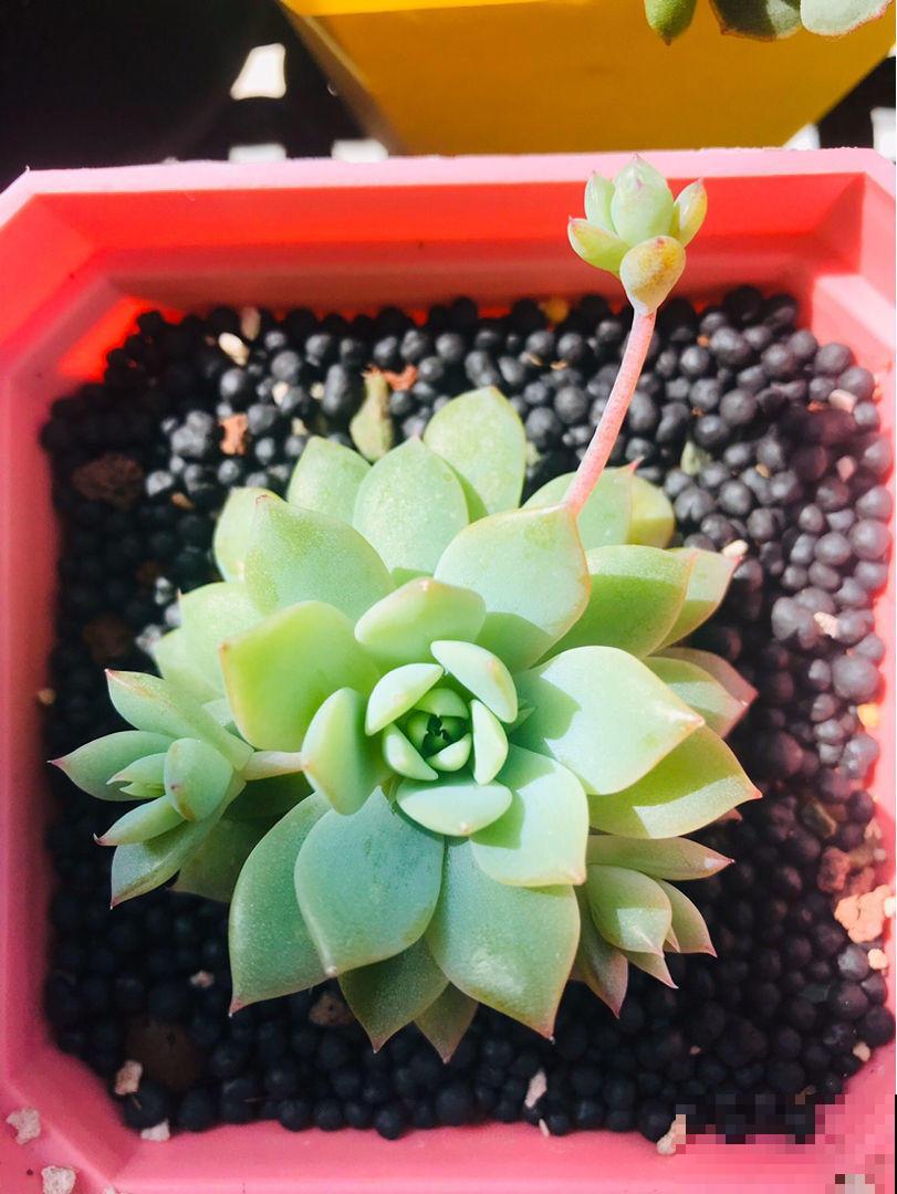 多肉变胖小技巧，3分钟学会，一个月变肉墩子！