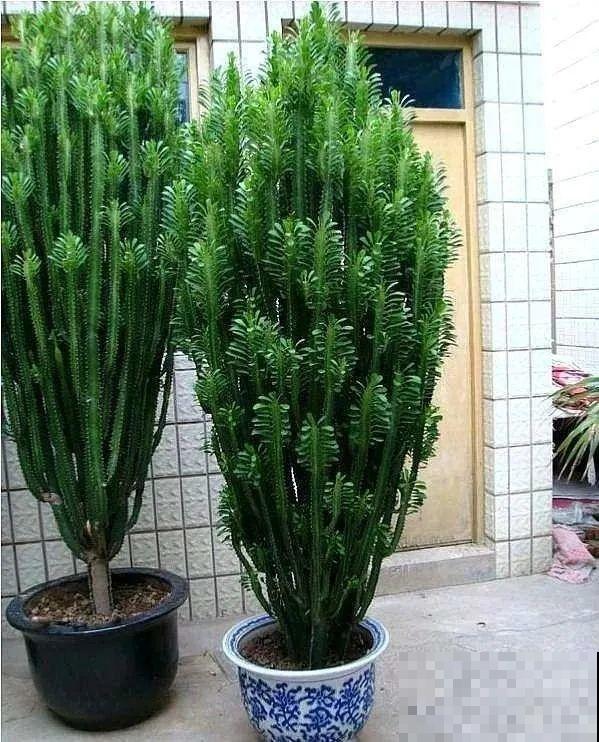 30年的芦荟，20年的龟背竹，硬生生把花养成了树！
