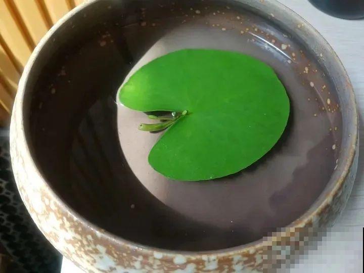 只用水不用土的植物，一片叶子就开花，简直太神奇了！