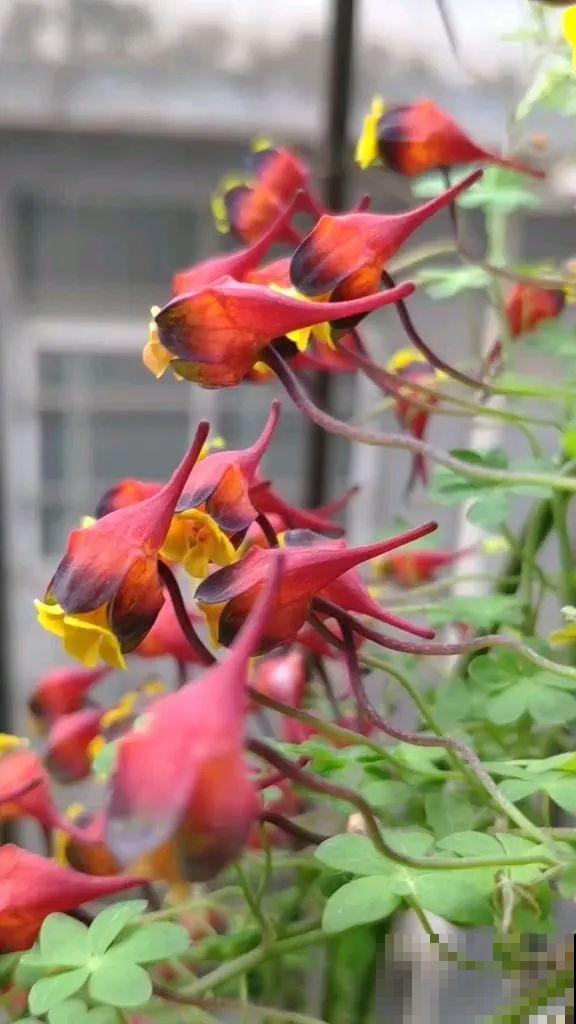 7种花要慎养，房前屋后都爬满，邻居有意见！