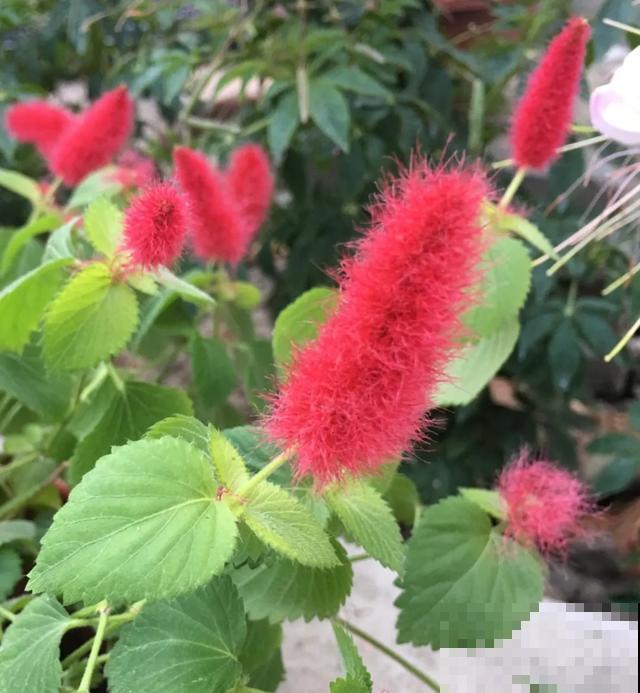18种小众花，有趣的人都在养，开花绝对惊艳！