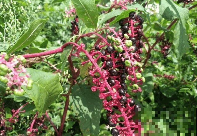 野外的金七娘，名字富贵美丽，样貌也十分出众！