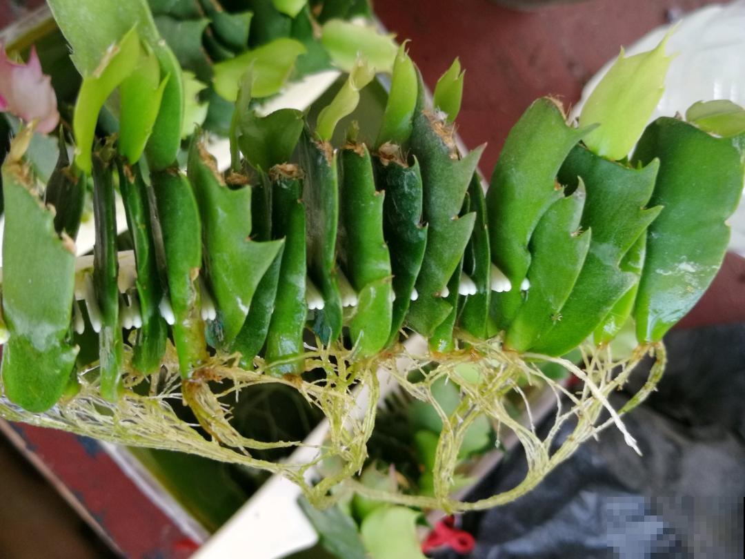 8种花，开完花别急着丢，剪一刀还能继续开