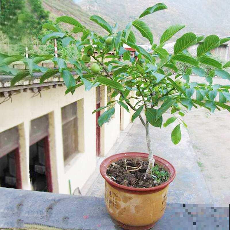 他把核桃丢水里，7天出芽，长成一棵小树苗！