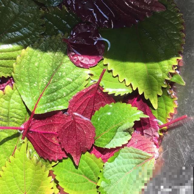 人养花，花也养人，9种花能治病，连医生也爱养！