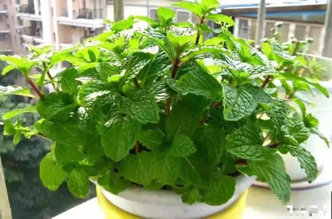居家养花有讲究，一间房养一盆，干净又养人