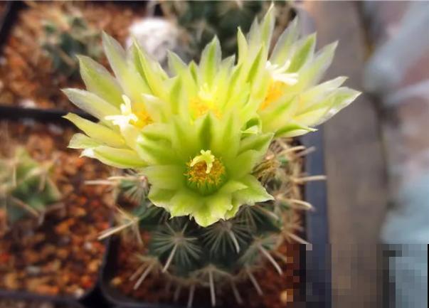 这6种花咋养都不死，家里挤得没空地儿，太能长了！