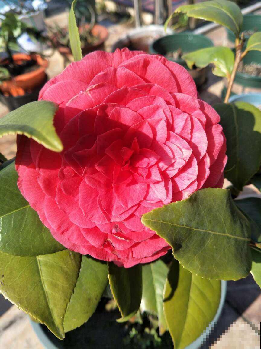 花养成光杆司令，别急着丢掉，剪一剪，晒一晒，还能重新发芽