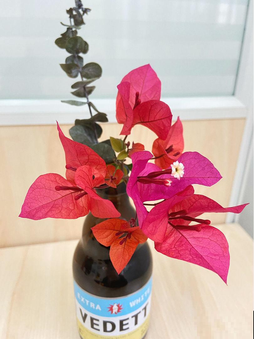 花养成光杆司令，别急着丢掉，剪一剪，晒一晒，还能重新发芽