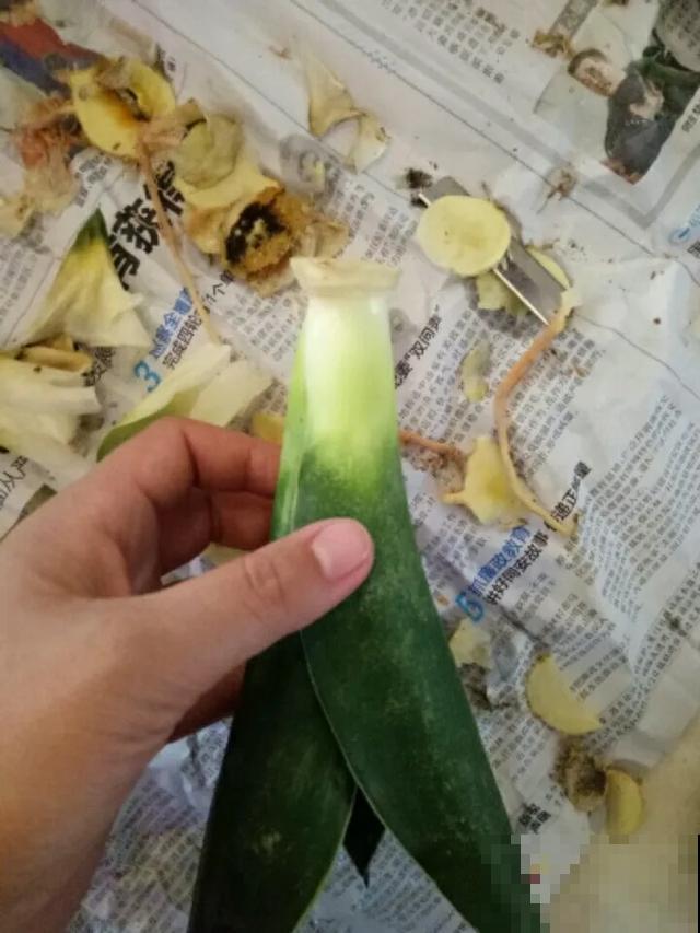 花烂根了别丢，塑料袋里捂一捂，大白根立马蹭蹭冒！