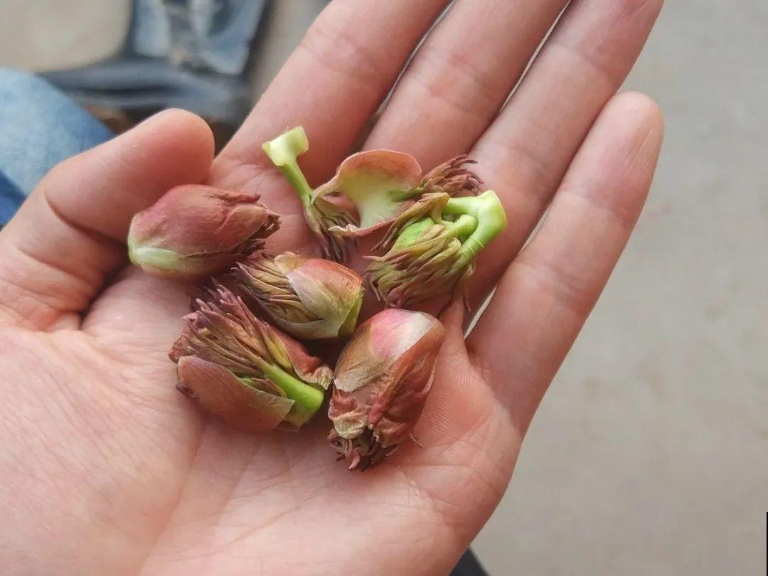 花的这个位置，千万别修剪，否则白养大半年！