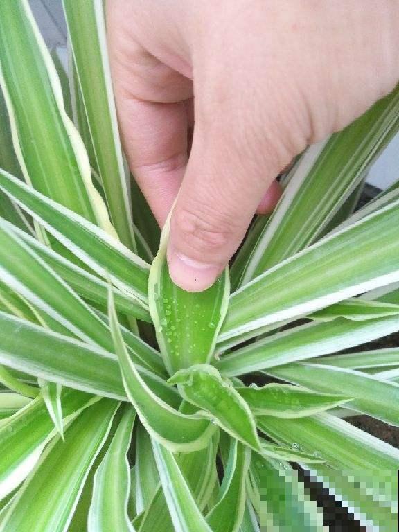 如果你坚持随意养，那再贵的金边吊兰也要变成青菜，看着就难受！