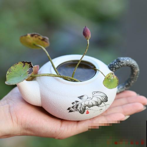 一个茶碗就能养的花，开花精致富贵，摆在窗台上档次！