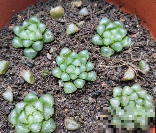 玉露长得晶莹剔透，叶子似碧玉，原来全靠闷养，一个塑料瓶解决！