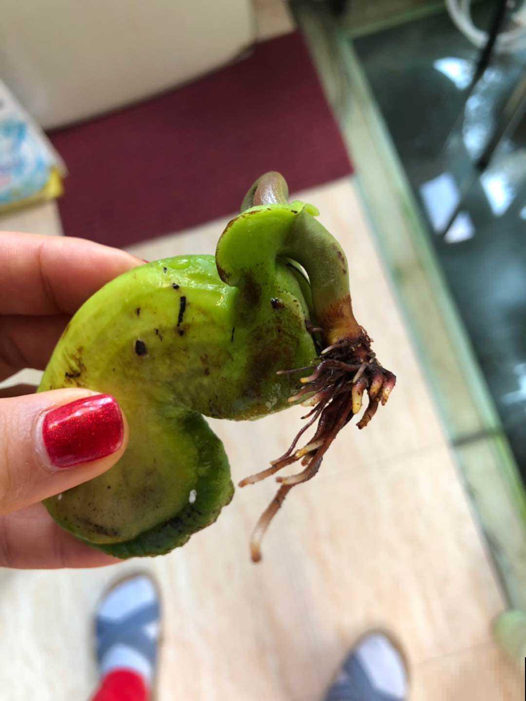 芒果这么种才长得快，随手一剪，就能种出小森林！