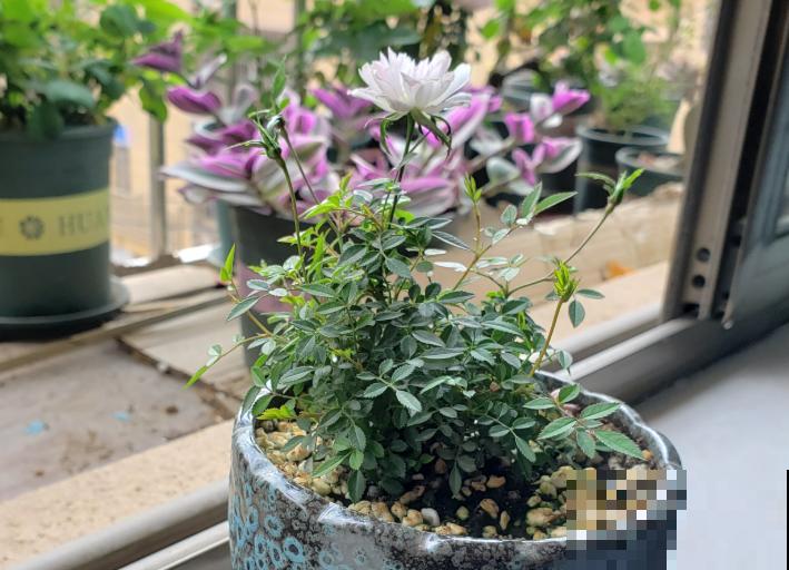 迷你月季，开花只有指甲盖大，却比普通月季贵几十倍！