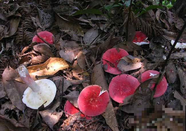 上山挖到红蘑菇，大家不敢吃便丢掉，查了才知道价值很高！