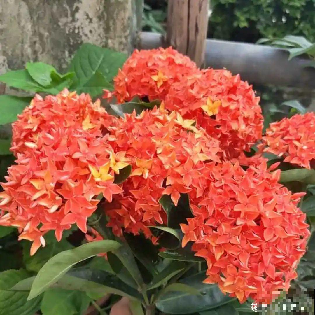 25种晒不死的花，越晒越开花，天再热也不怕！