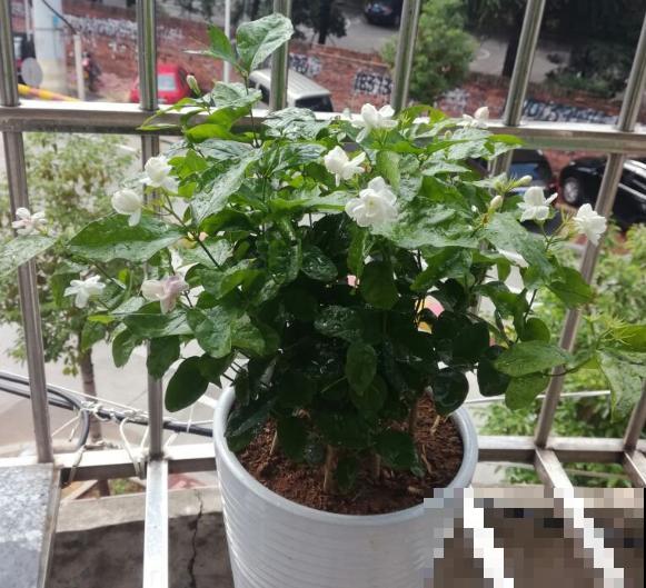 养茉莉花，学会一个小技巧，枝繁叶茂、开花不断！