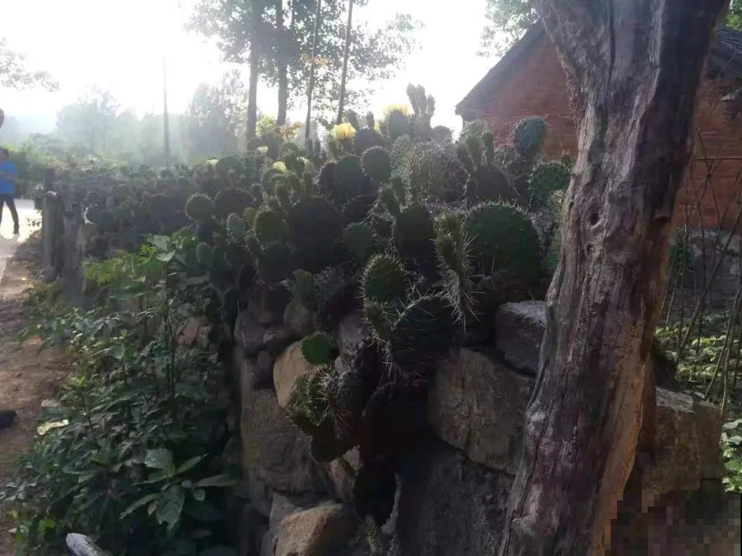 院子里养仙人掌，全身都是刺，堪比“狼牙棒”，小偷再也不敢来！