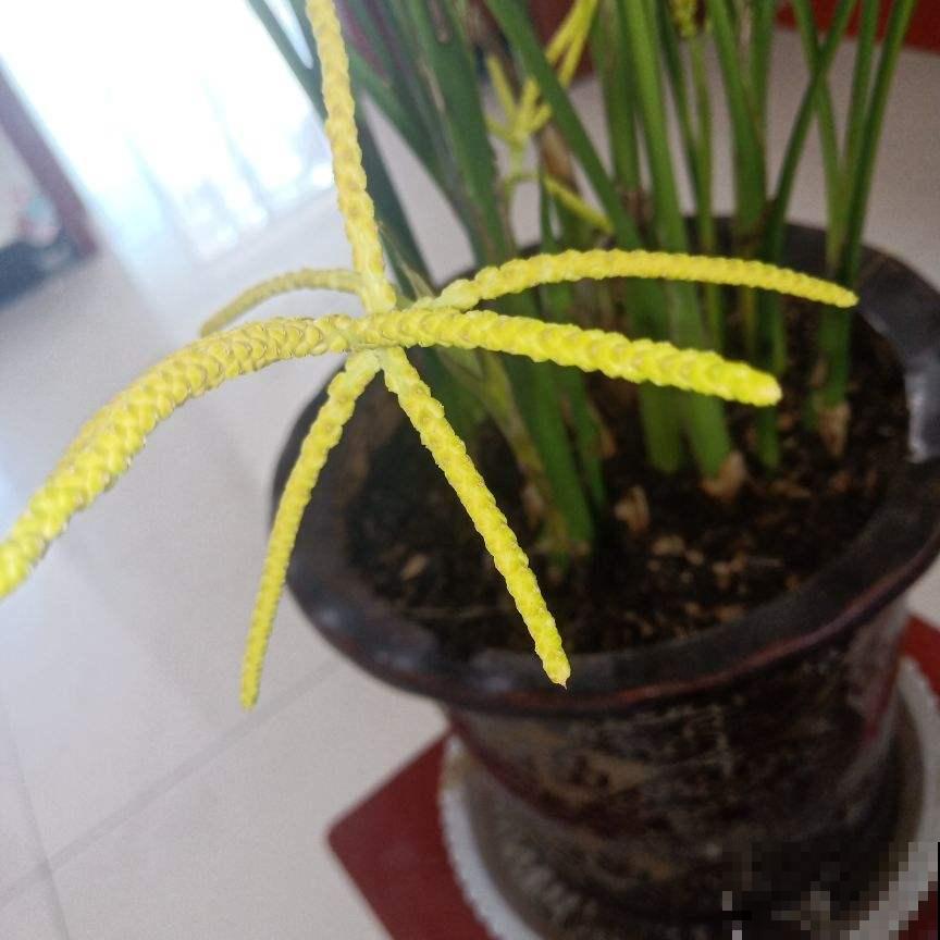 2种花，一旦开花就得剪，不然整棵植物死翘翘