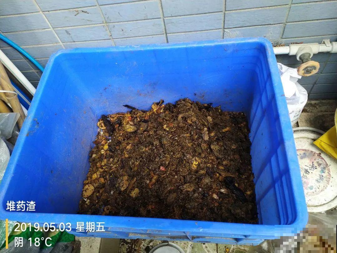 1粒小药片，碾碎丢水里，花像吃了兴奋剂疯长！