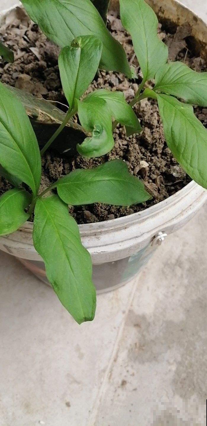 你见过半夏吗？名字好听模样美，还是珍贵药草！