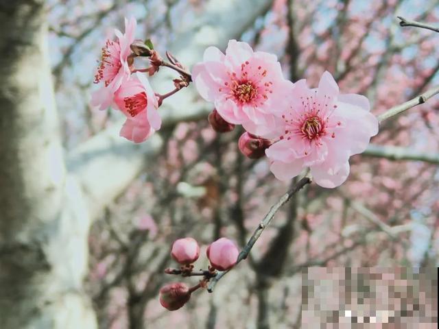 阳春三月，出门踏青，原来有这么多漂亮花！