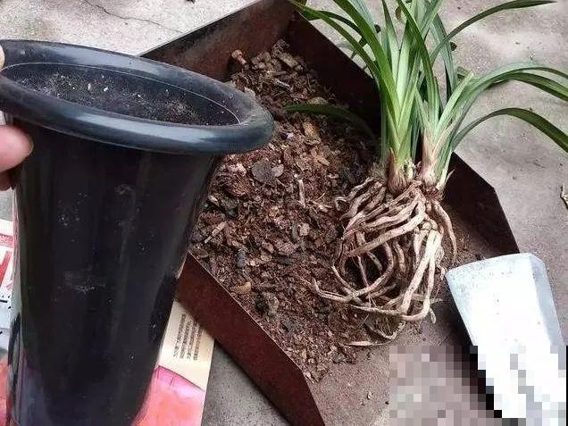6种兰花，一开花香飘满屋，越养越值钱！