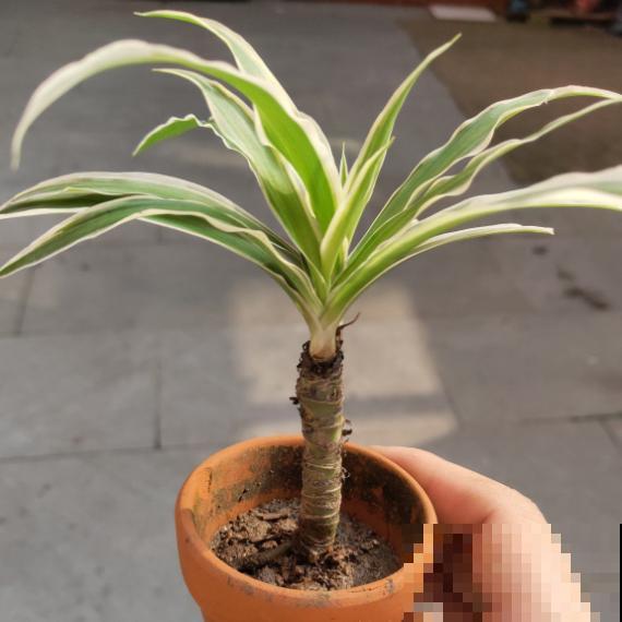 5年的吊兰老桩，一泡尿给滋没了，心疼！
