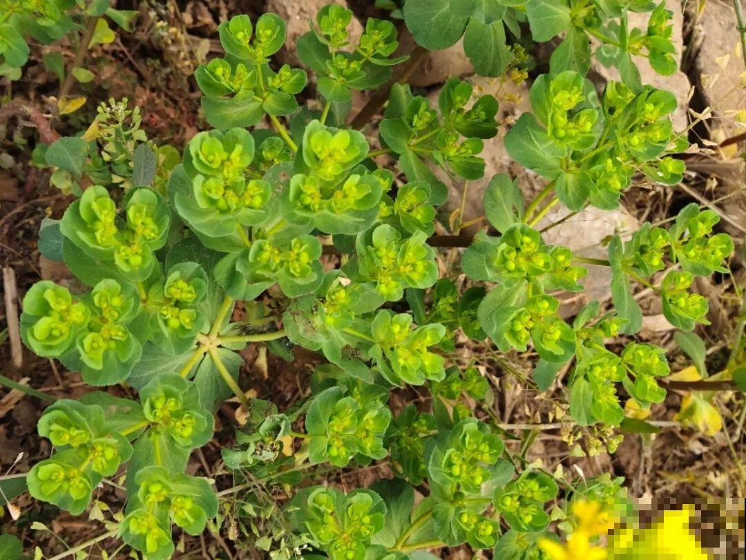 20种有毒花，看见绕道走，千万别去碰！