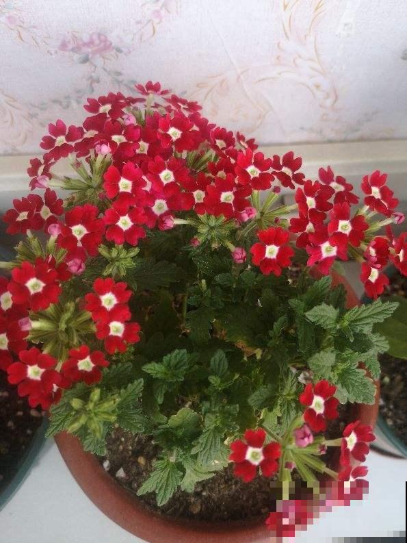 美女樱好看好养，花期大半年，越养越漂亮