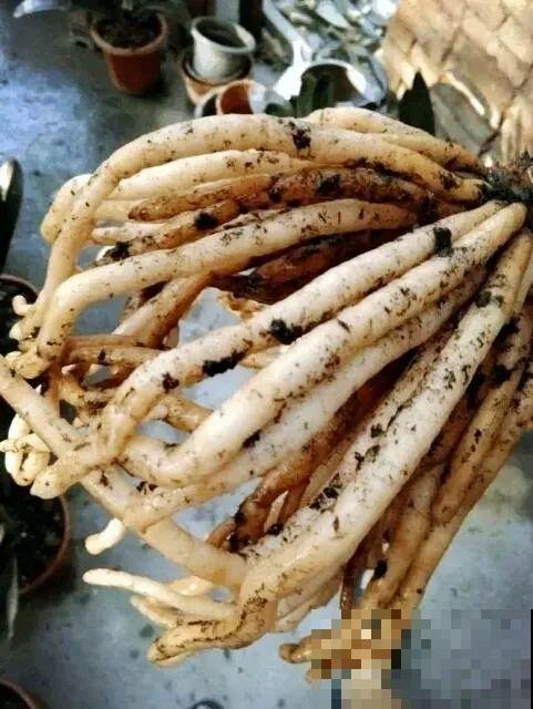 在家自制壮根水，7天浇一次，养出白胖萝卜根！