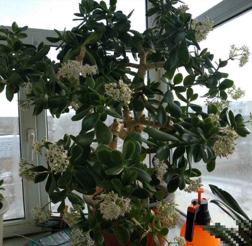 养这花不能用大盆，花盆越小，长得越粗壮！