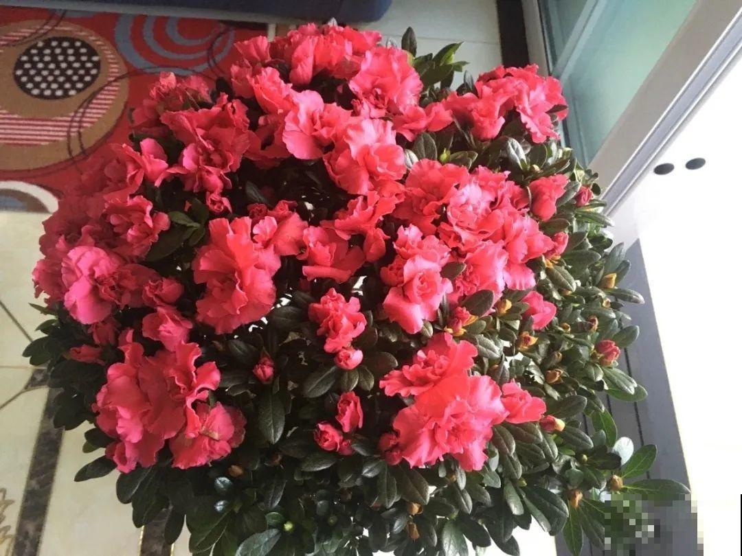 6种花一天不浇水，叶子就耷拉，缺水3天就死翘！