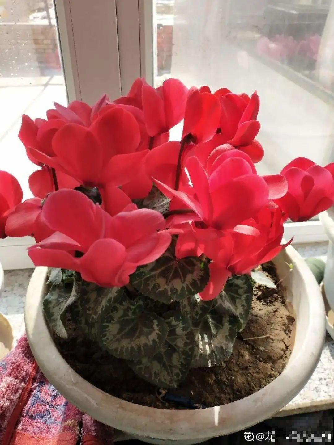 不是所有花都能喷水，这6种花要注意，喷水太多容易烂叶